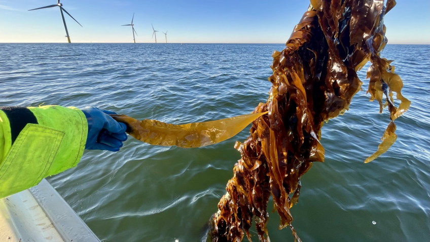 Algae farms in Offshore Wind Parks