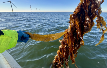 Algae farms in Offshore Wind Parks